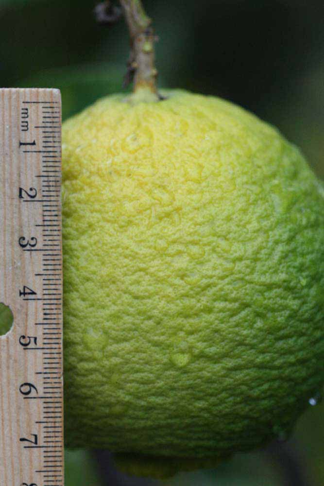              Immature fruit (Riverside, CA)       